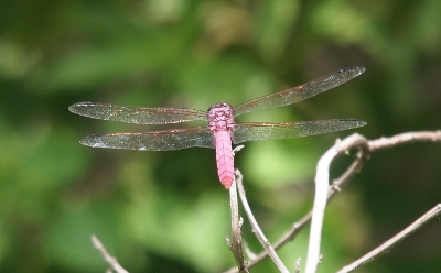 [A top view of the same dragonfly, but the background is such that the wing color is more visible. There is a patch of color along the very top edge of all four wings.]